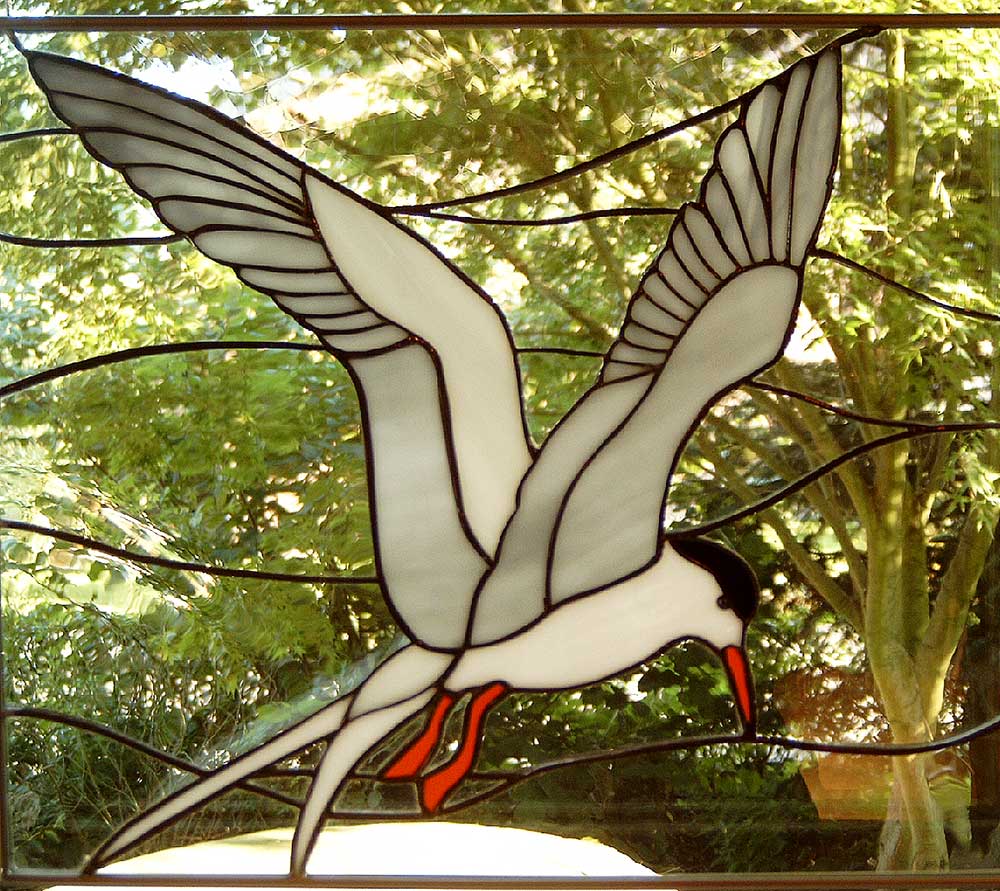 Küsten-Seeschwalbe.